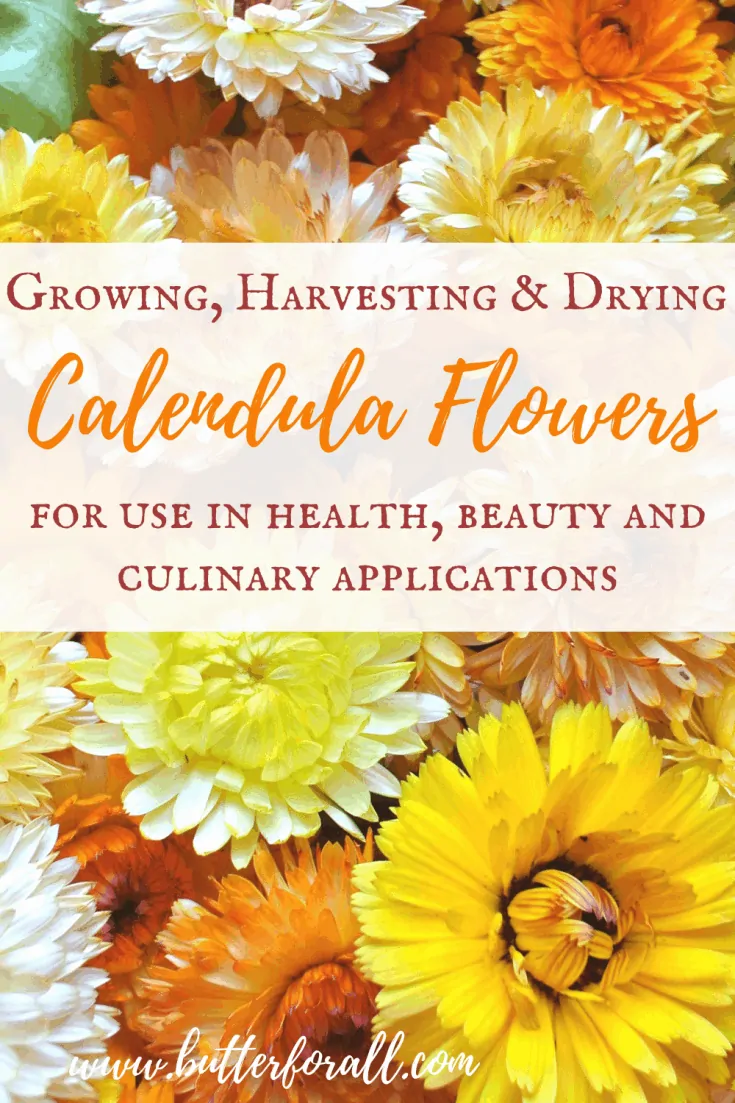 Growing, Harvesting, and Drying Calendula Flowers – With Recipes and  Suggestions for Use • Butter For All