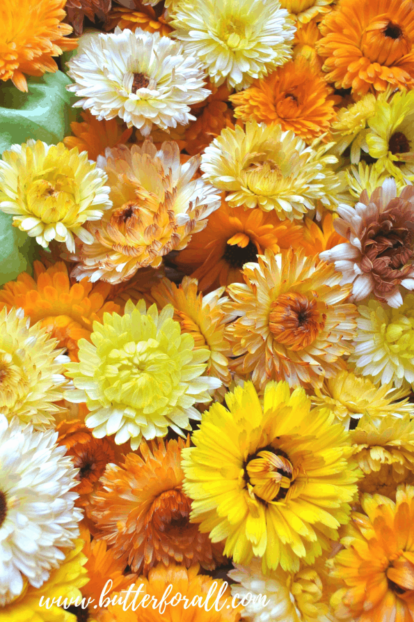 Many fresh calendula blossoms of varying oranges and yellows.