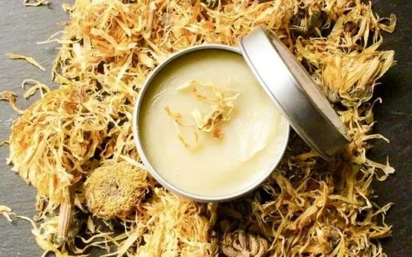 A tin of calendula salve with petals.