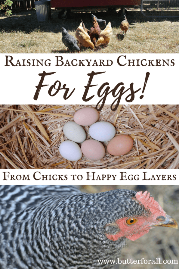 Preventing Rotten Eggs {What NOT to Feed Your Chickens} - Yellow Birch  Hobby Farm