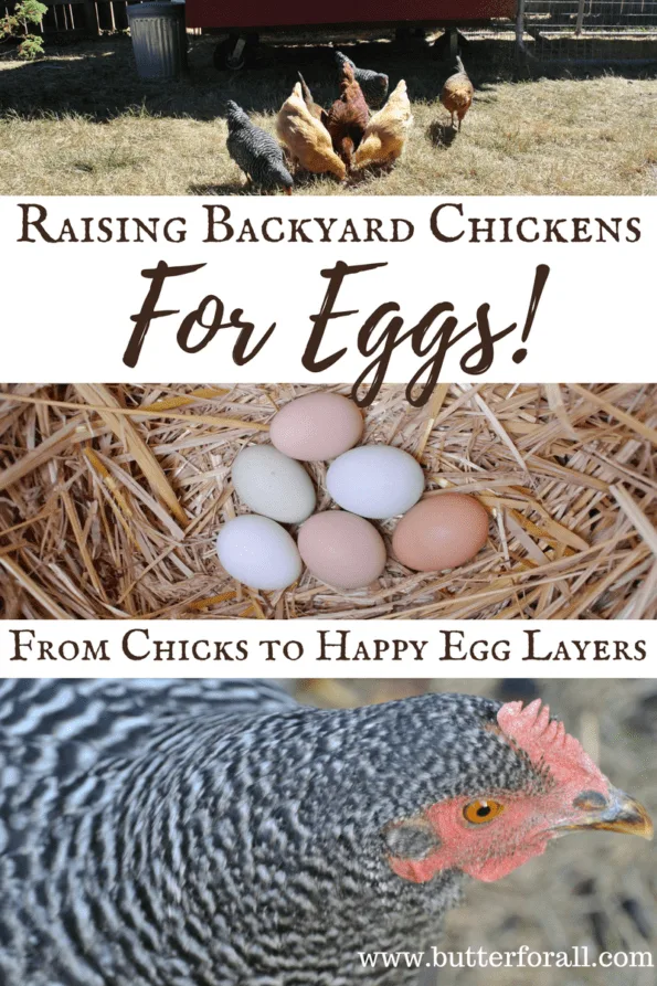 Chickens and eggs in a collage with text overlay.
