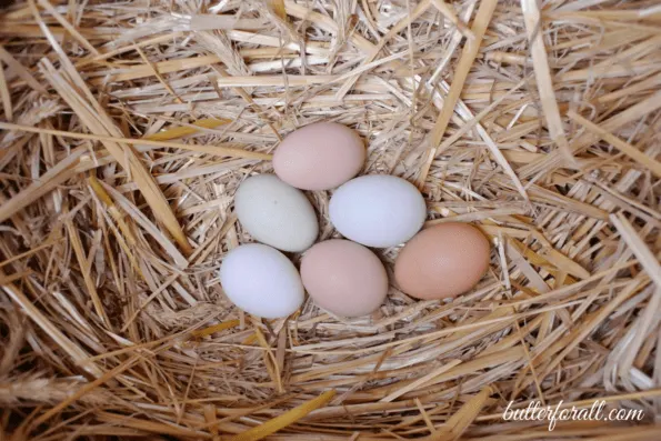 Six different colored eggs laying in a bed of straw.