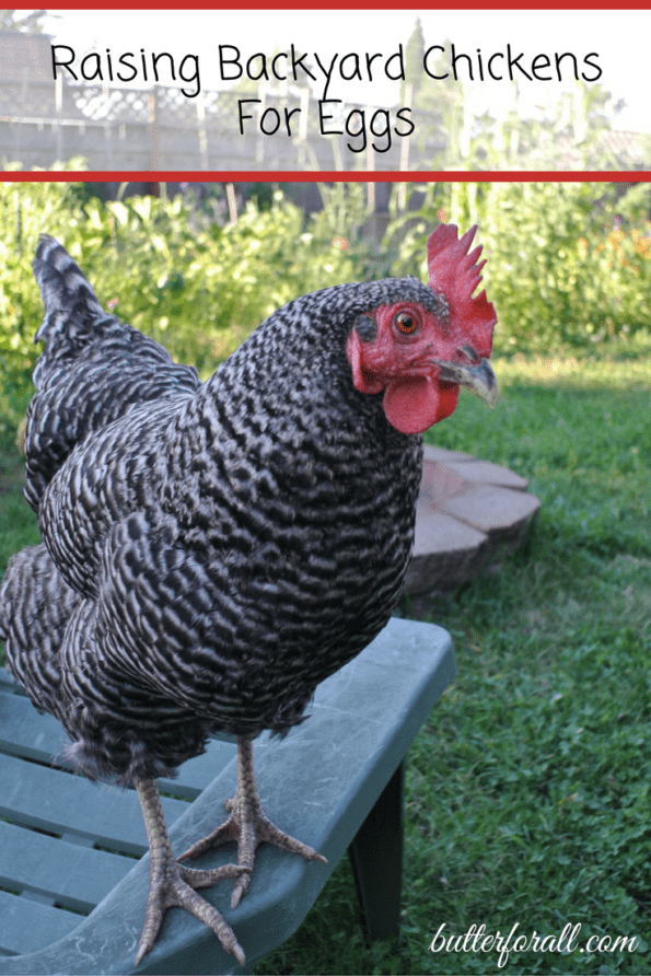 DIY Egg Washer!! Too EASY!  BackYard Chickens - Learn How to Raise Chickens