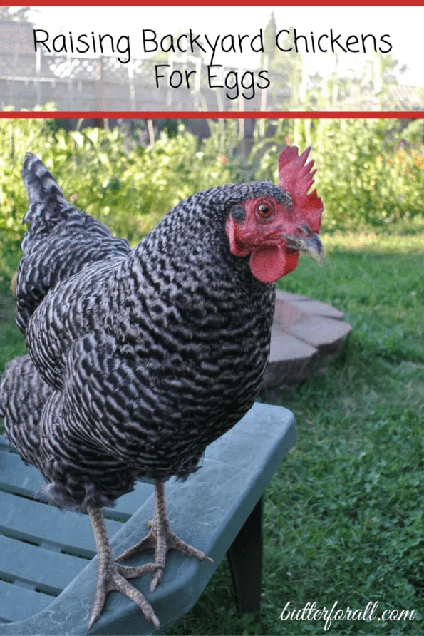 A close-up of a chicken in the backyard with text overlay. 