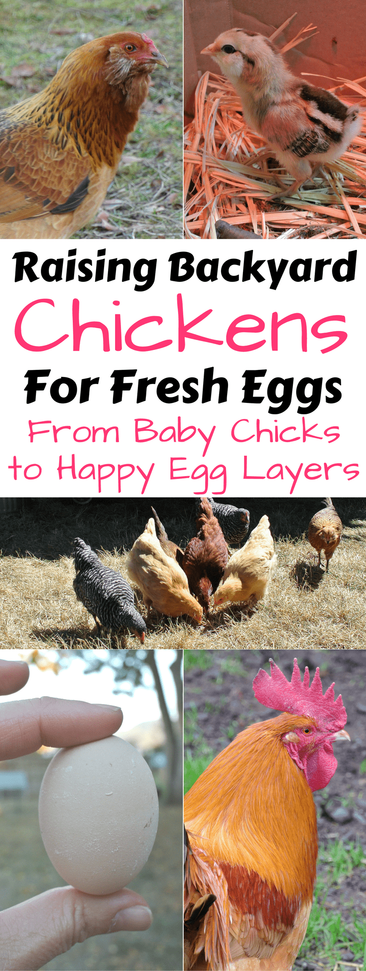 Raising Backyard Chickens for Eggs: A Beginner’s Guide with Soaked and ...