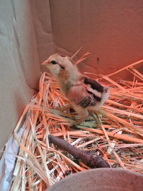 Close-up of a chick in a brooder. 