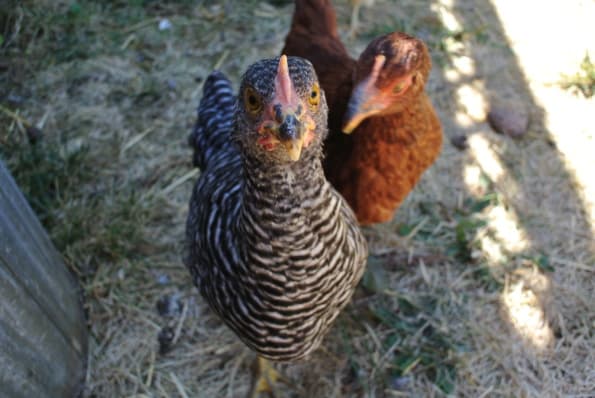 Two chickens in the backyard.