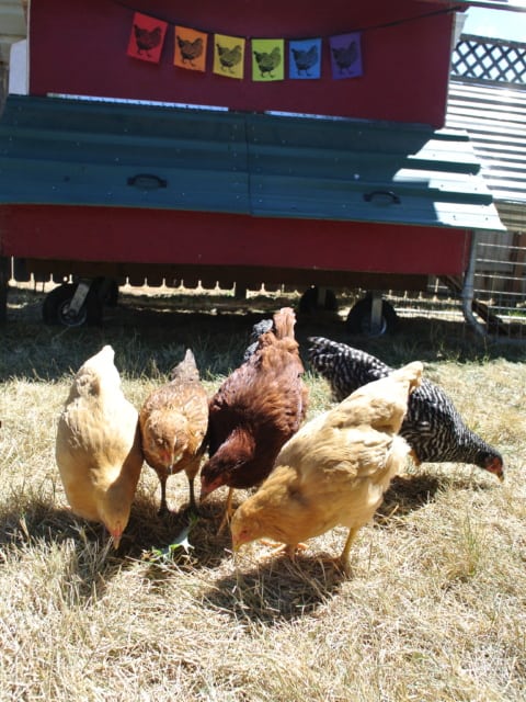 Several backyard chickens huddled together pecking the grass.