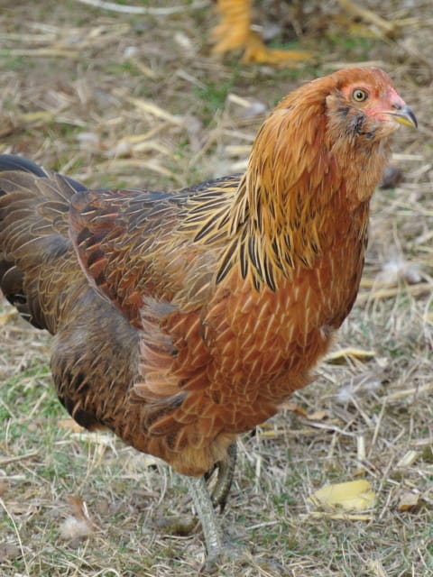 A happy hen on our homestead.