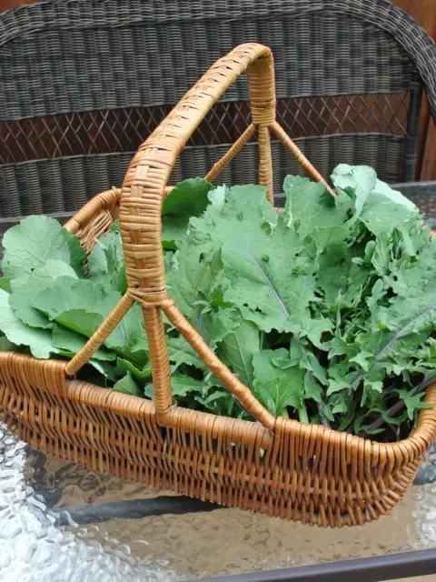 A basket of kale from the garden.