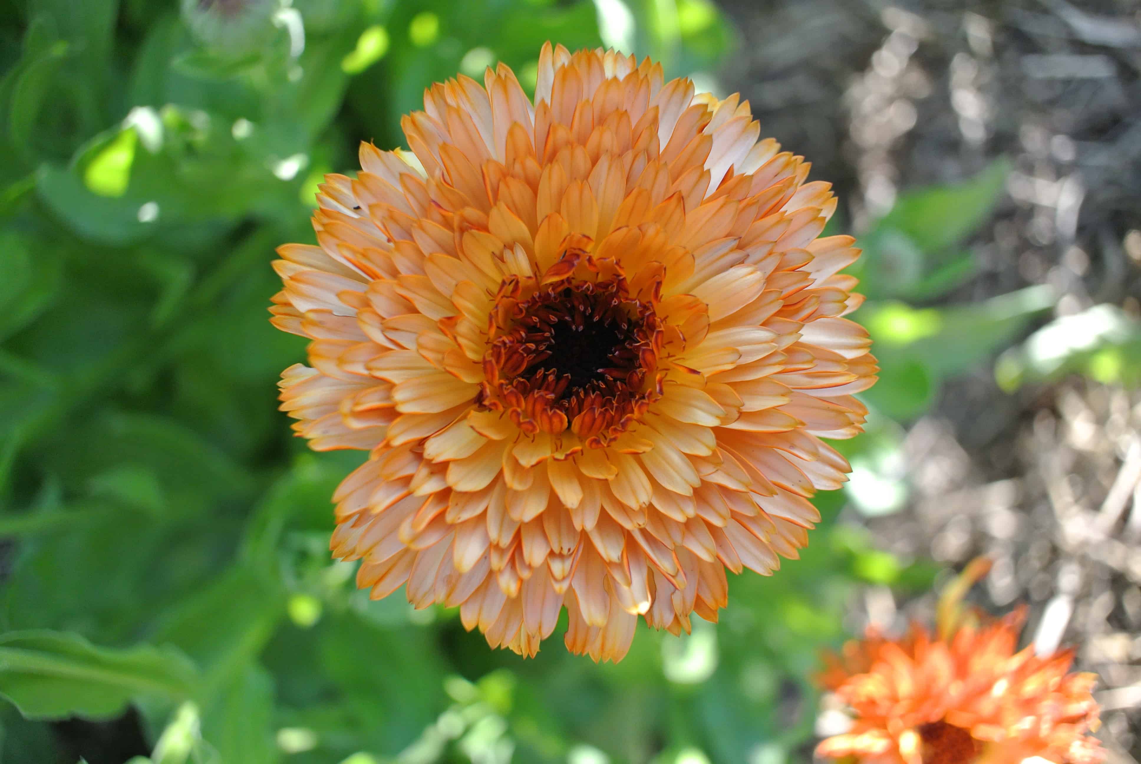 How To Harvest and Dry Calendula Flowers 