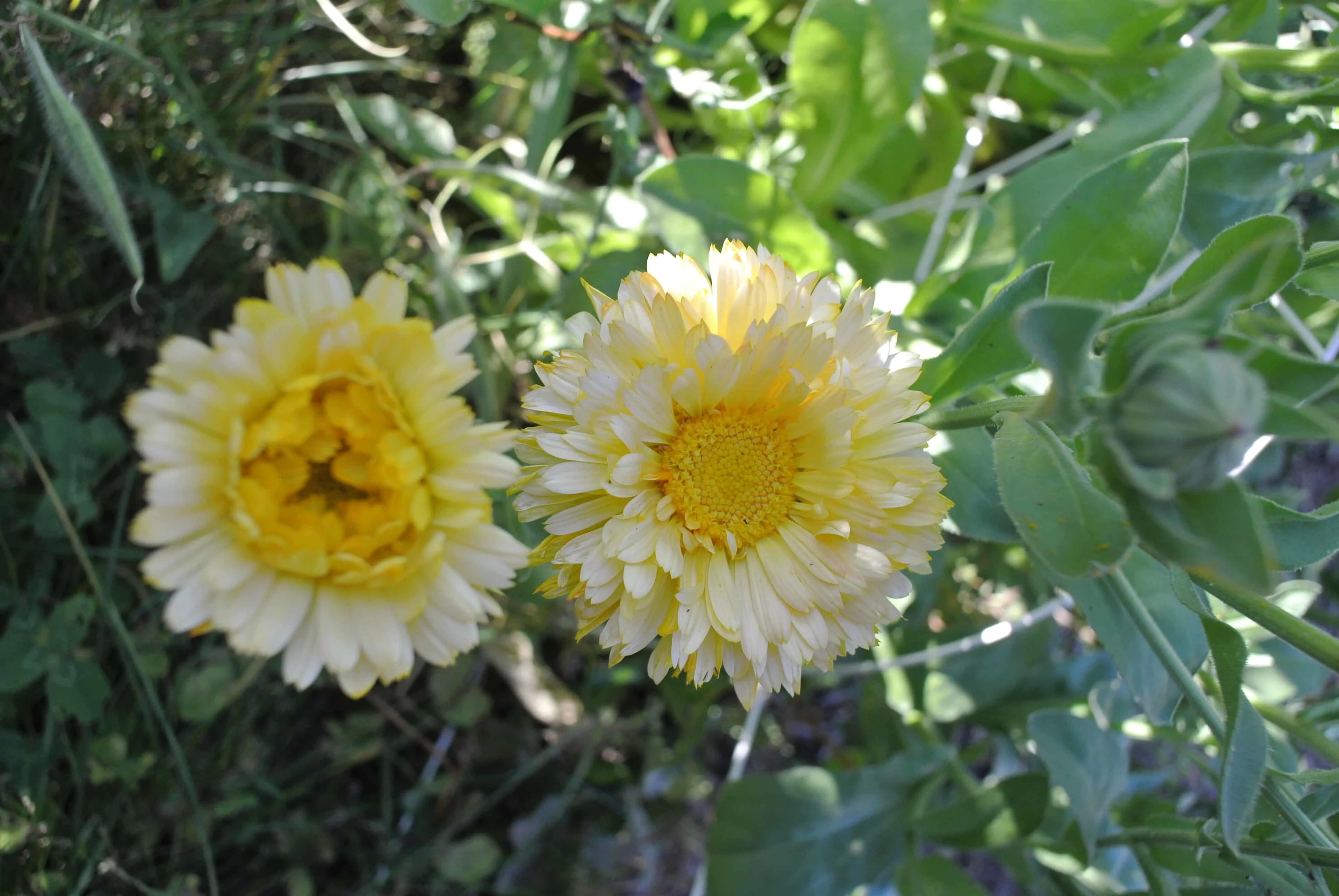 Two yellow calendula flowers in the garden.
