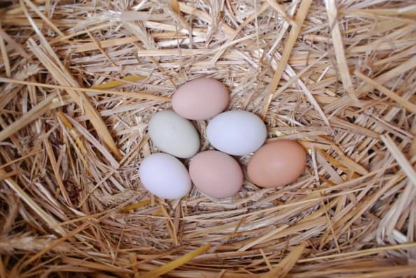 A few different colored eggs laying on a bed of straw.