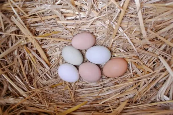 A few different colored eggs laying on a bed of straw.