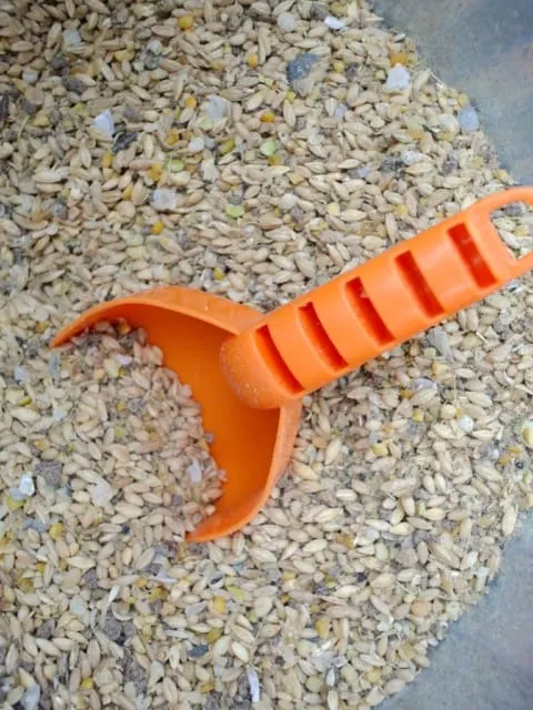 A shovel in chicken feed.