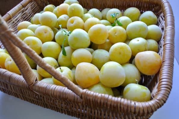 A basket of freshly picked yellow plums.