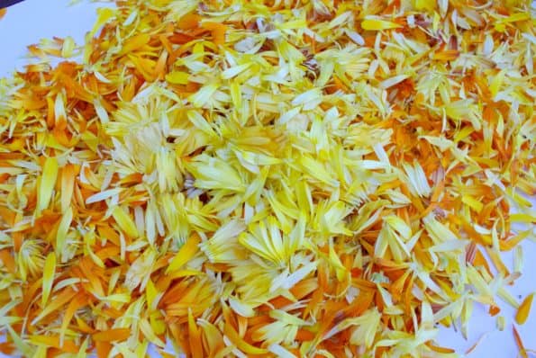 Freshly picked calendula petals.