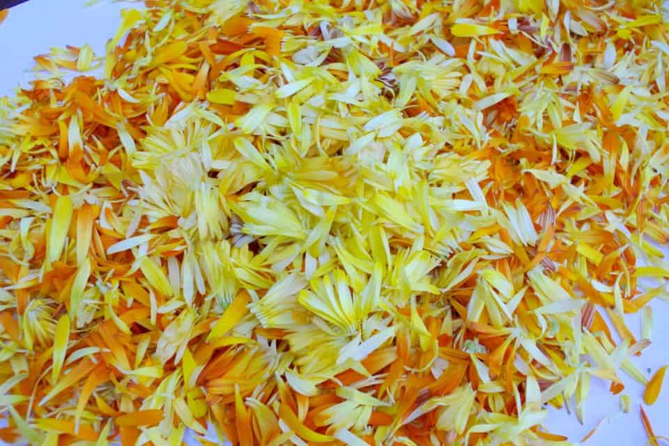 Growing, Harvesting, and Drying Calendula Flowers With Recipes and