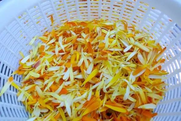 Calendula petals in a strainer.