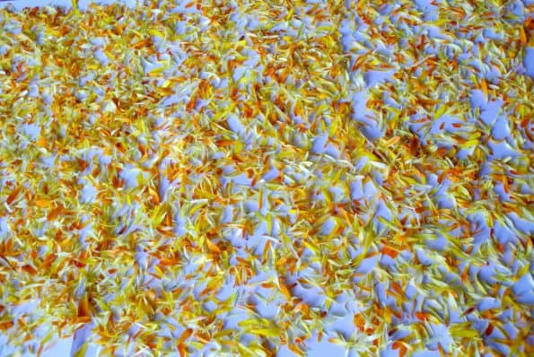 Calendula petals spread on a white paper to dry.