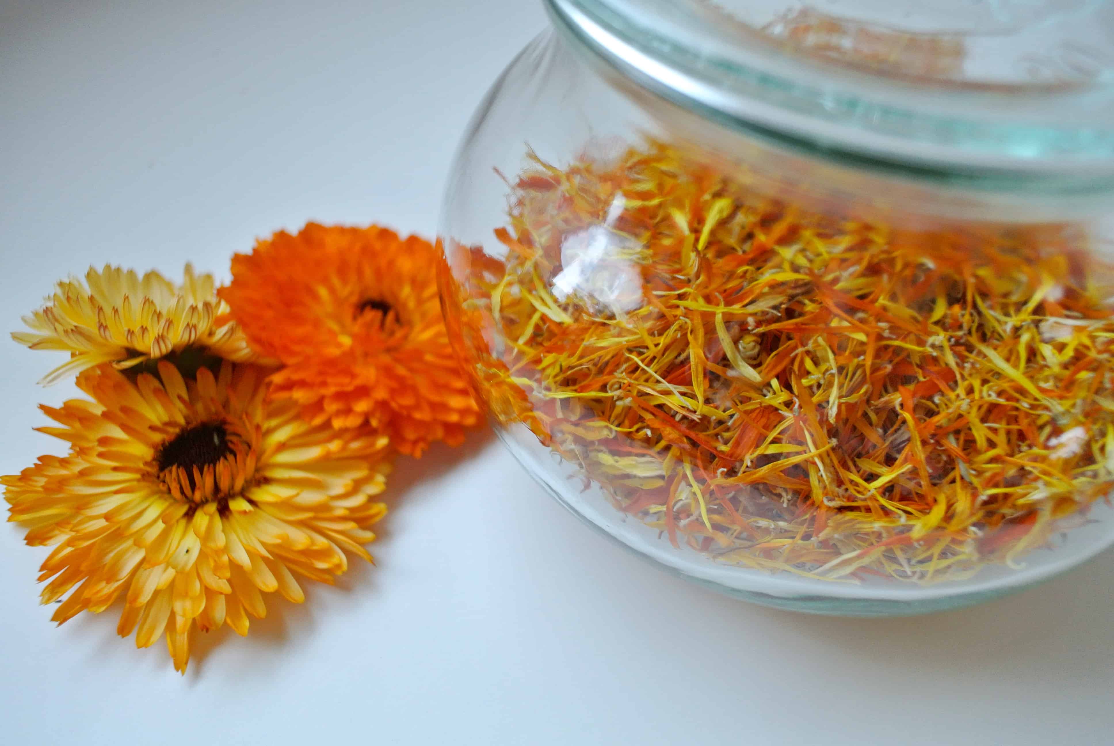 Growing, Harvesting, and Drying Calendula Flowers With Recipes and