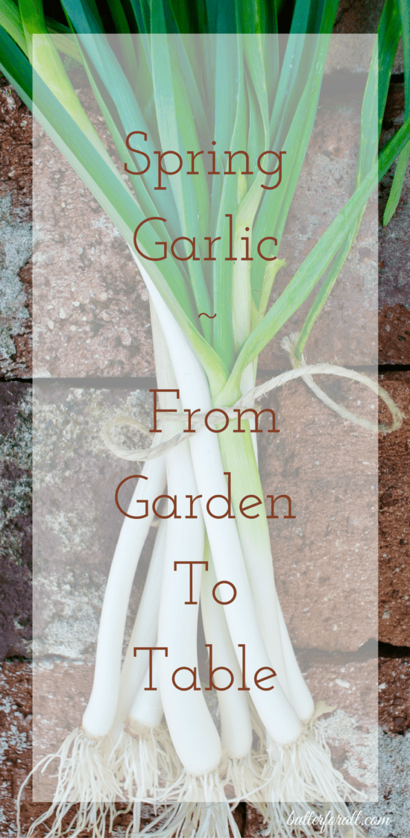 A bunch of spring garlic with text overlay.