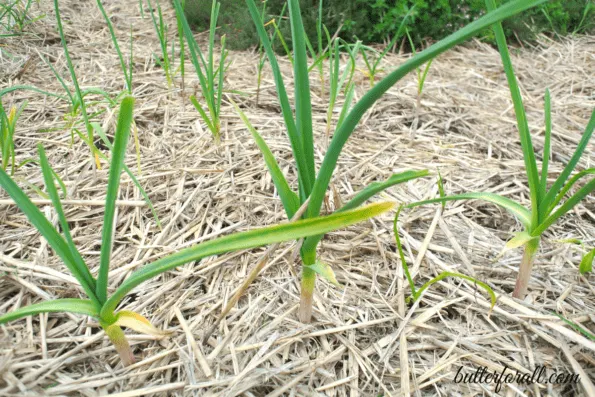 Garlic plants growing in the garden.