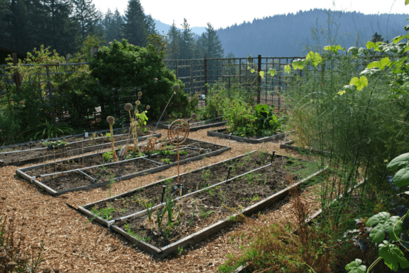 Garden plots.