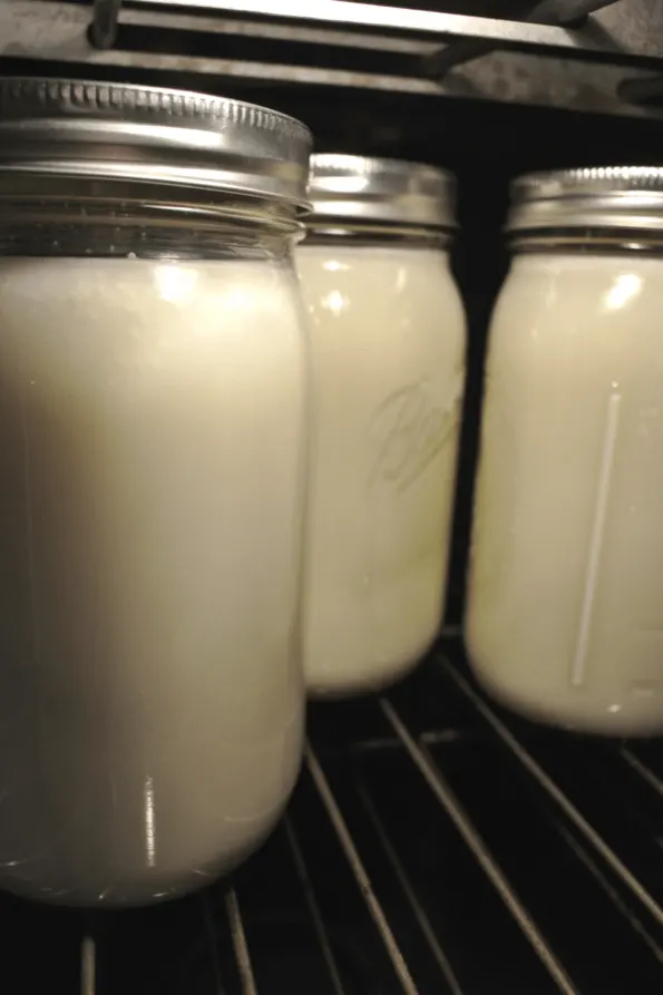 Jars of raw cow's milk yogurt fermenting in the oven.