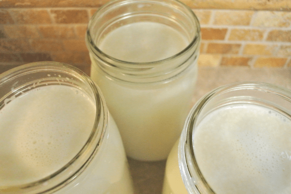 Jars of raw cow's milk yogurt ready to ferment.