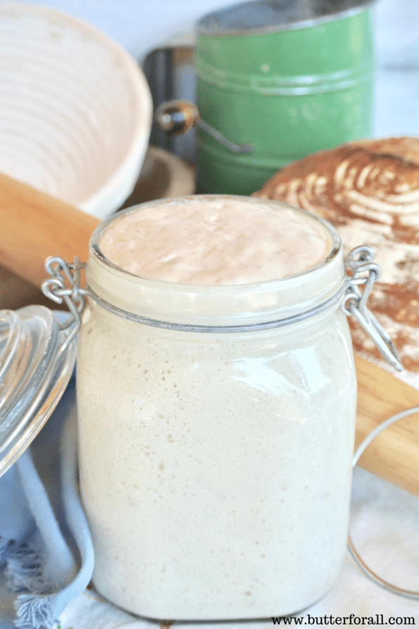 A bubbly jar of fermented sourdough starter, perfect for baking artisan style breads.