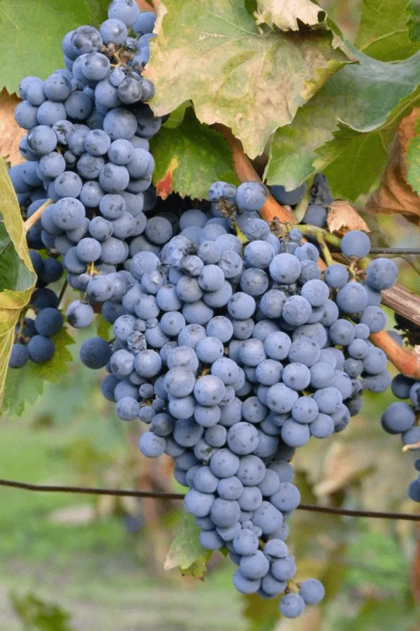 Wine grapes with natural yeast bloom.