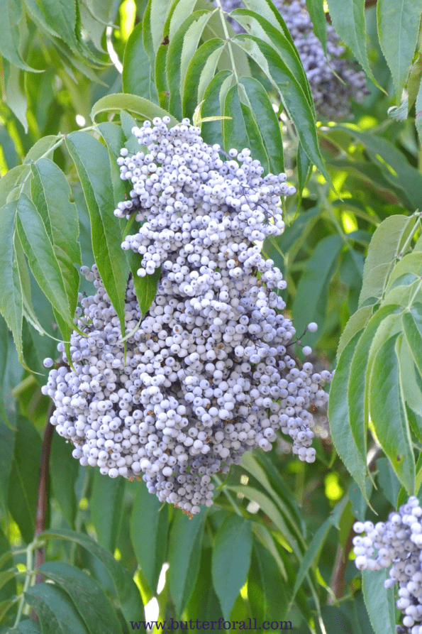 A huge cluster of ripe elderberries.