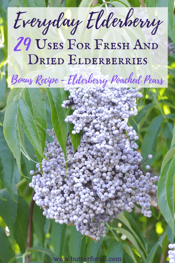 A huge bunch of fresh elderberries with text overlay.