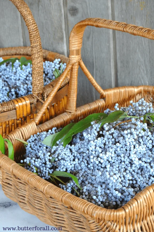 Huge baskets full of ripe elderberries. 