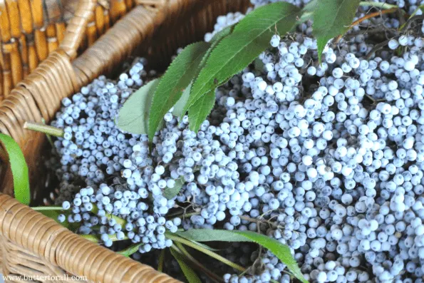 Freshly picked elderberries.