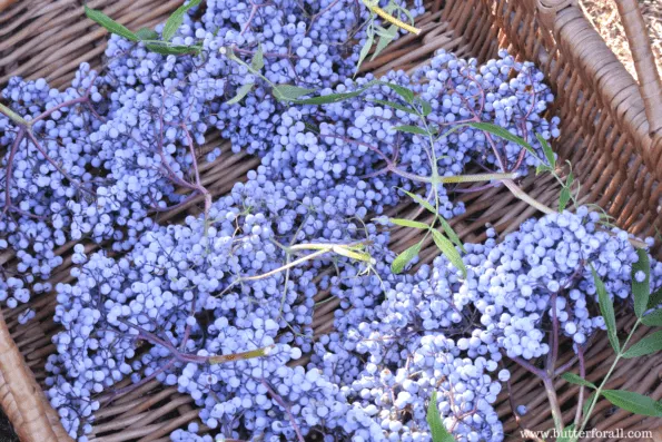 A basket of elderberry clusters.