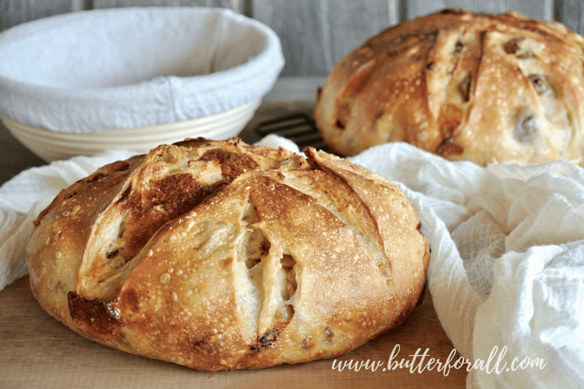 Two beautiful big loaves of Cheesy Sourdough Pizza Bread!