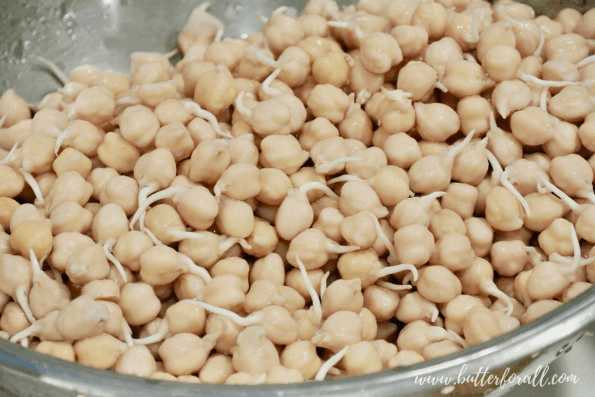 A bowl of sprouted chickpeas.