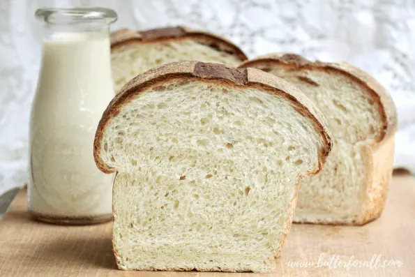 This recipe makes the softest and most delicious Sourdough Milk Bread. The dough is hydrated with fresh milk and has just a touch of sweetness from real honey. If you are looking for a 100% sourdough milk bread that is sweet and extra soft, this recipe is for you! #milk #honey #sourdough #milkbread #milkdough #dough #starter #fermentation #wildyeast #realbread #homemade #white #sandwich #rawmilk #rawhoney #soft #tender #bread