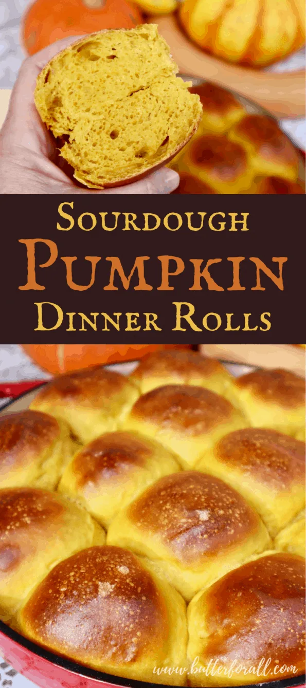 Sourdough Pumpkin Dinner Rolls Butter For All