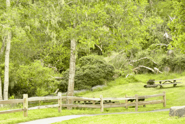 A lush and green picnic area at Tomales Bay State Park.