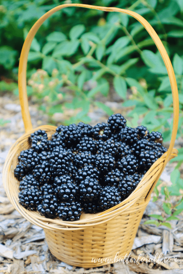 A basket brimming with fresh-picked blackberries.