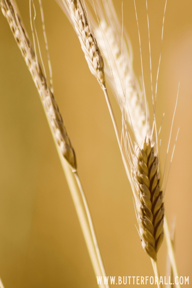 Golden einkorn wheat stalks.