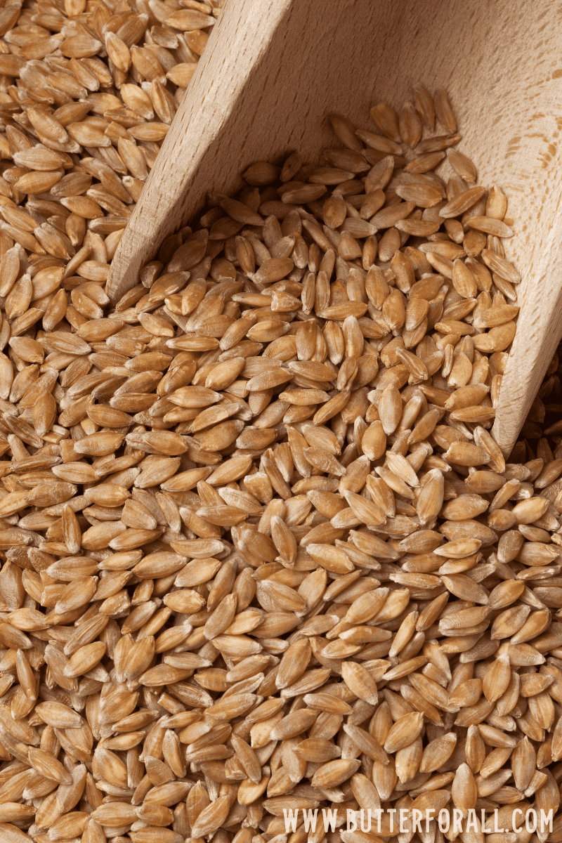 Fresh einkorn wheat berries with a wooden scoop. 