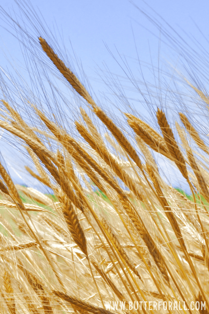 Golden einkorn wheat stalks waving in the wind on a sunny day.