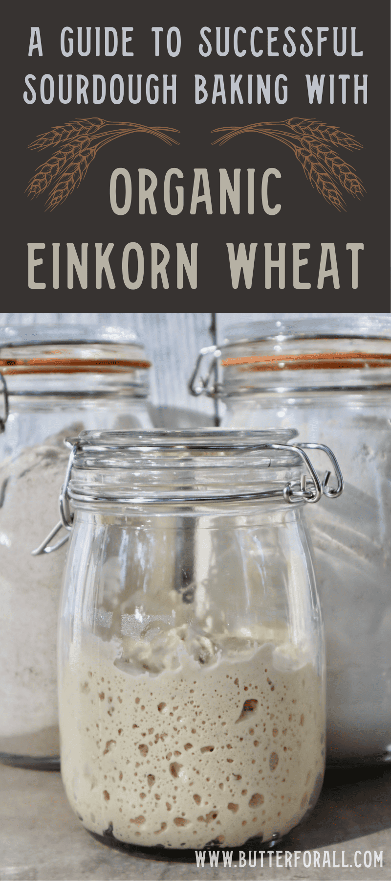 A glass jar filled halfway with golden, bubbly einkorn sourdough starter. 
