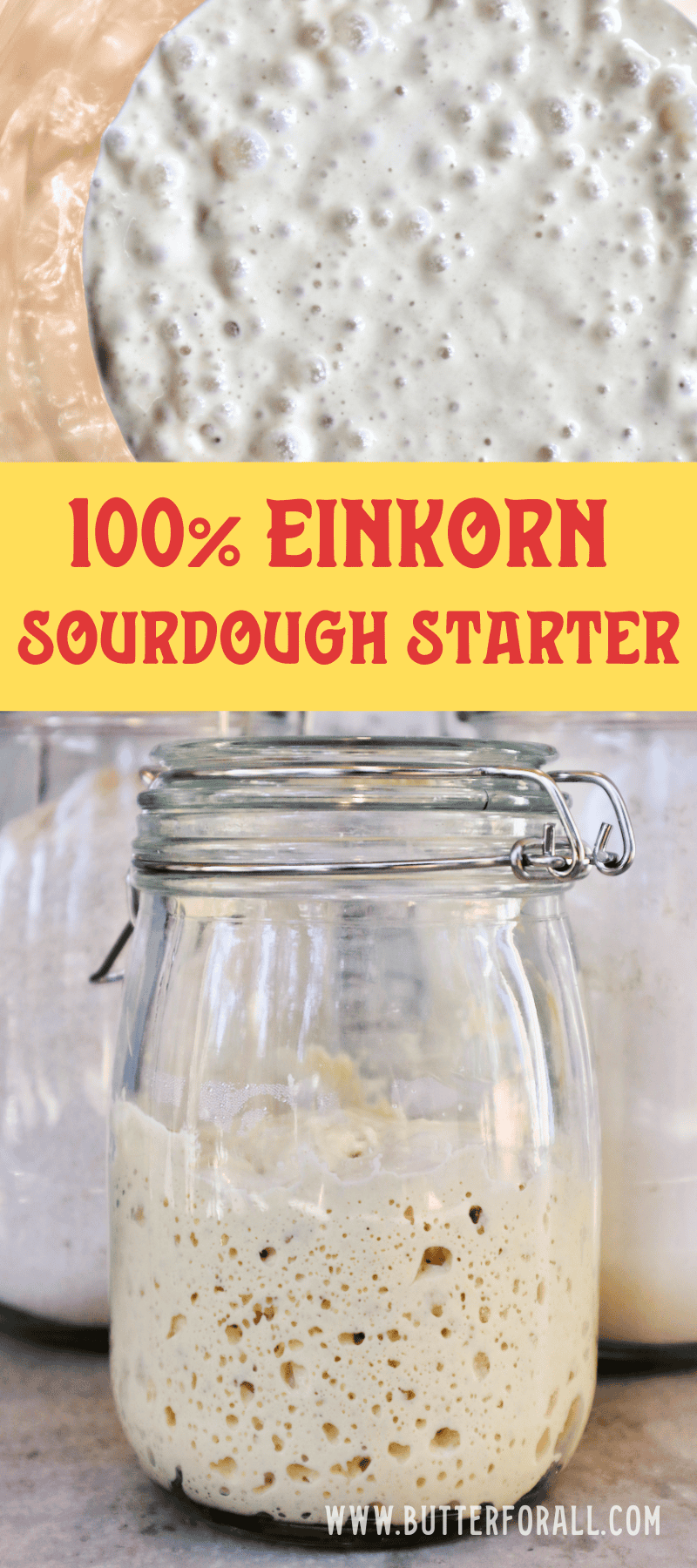 An image collage showing bubbly, active, golden-colored einkorn sourdough starter.