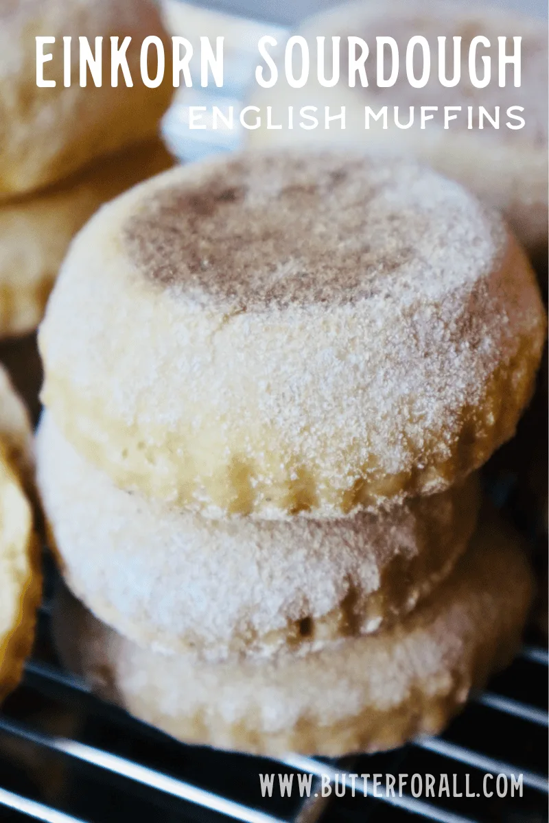A stack of gorgeous light brown and pillowy einkorn English muffins with text overlay.